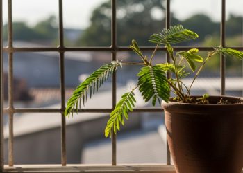 Essa planta dorme de noite e se mexe sozinha quando é tocada