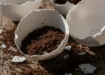 Parei de comprar adubo caro depois que descobri este natural da cozinha