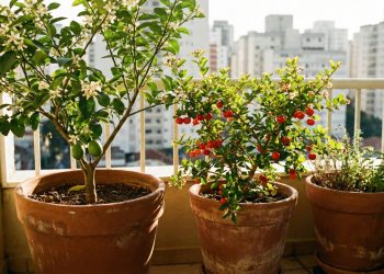 Você pode ter um pomar inteiro na varanda usando apena pequenos vasos de planta