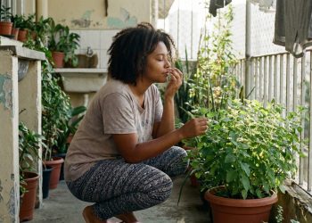 Essa planta fácil de cuidar vai fazer você dormir igual pedra