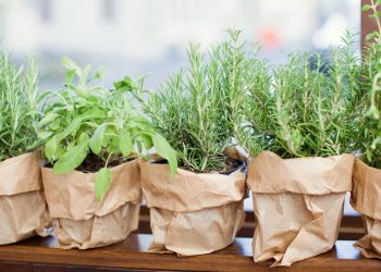 Moscas na cozinha? Essas plantas podem resolver o seu problema e ainda decorar o ambiente