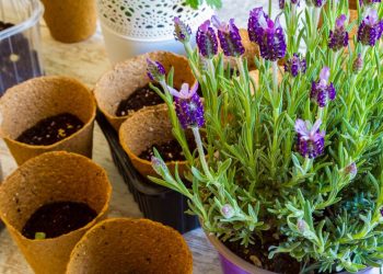 Diga adeus às aranhas no quarto com lavanda e plantas aromáticas