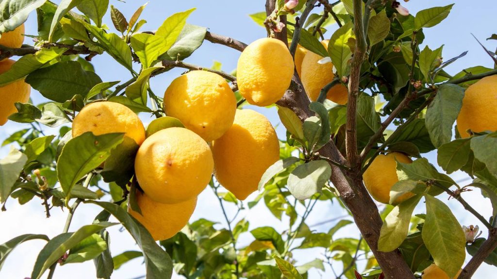 Quer frutas no quintal? Essas 3 árvores produzem fácil em casa