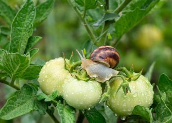 Adeus folhas furadas: esse método natural protege seu jardim do ataque de caracóis