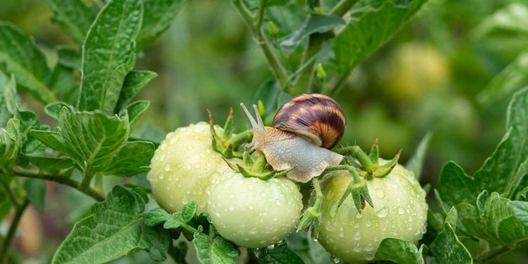 Adeus folhas furadas: esse método natural protege seu jardim do ataque de caracóis