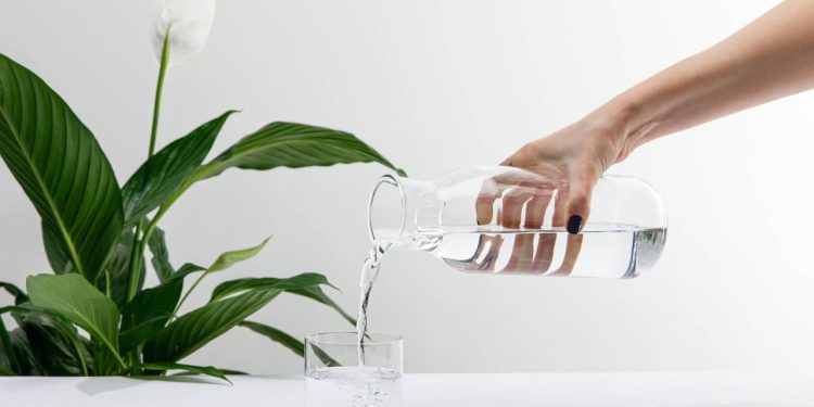 Quem nunca se encantou com a elegância de um lírio-da-paz e, semanas depois, encontrou a planta com as folhas tristes? - Créditos: depositphotos.com / AntonMatyukha
