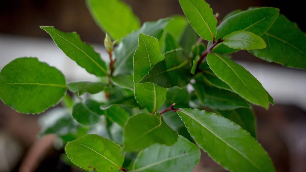 Como um truque simples com louro e limão pode transformar o aroma da sua casa