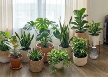 Adeus veneno: 4 plantas lindas que atraem joaninhas e limpam o jardim