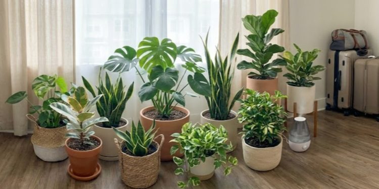Saber como preparar as plantas para viagem é essencial para garantir que sua decoração verde continue vibrante e saudável, mesmo sem ninguém por perto