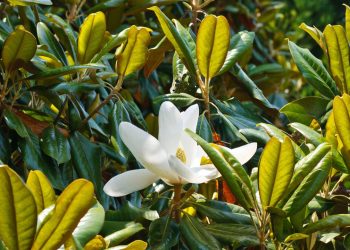 Esta árvore perfumada e elegante transforma qualquer terraço e pode ser cultivada em vaso