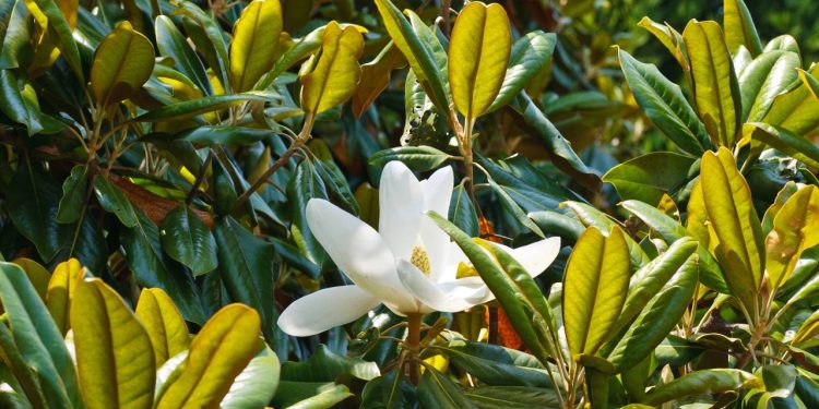Esta árvore perfumada e elegante transforma qualquer terraço e pode ser cultivada em vaso