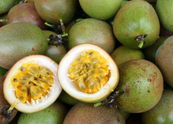 Aprenda a plantar maracujá em casa e faça a parreira carregar de frutos