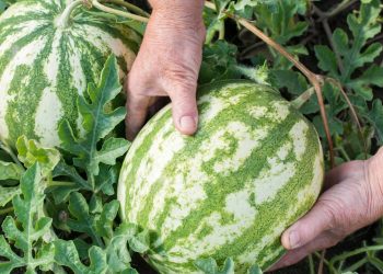 Essa fruta ajuda a hidratar o corpo e pode ser plantada em casa