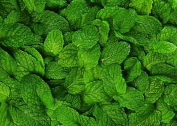 A mistura simples que revolucionou a limpeza doméstica natural
