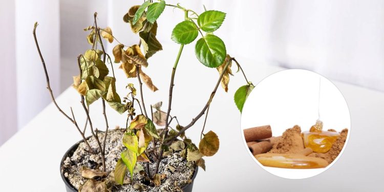O tônico caseiro de 2 ingredientes que faz plantas fracas reagirem rápido
