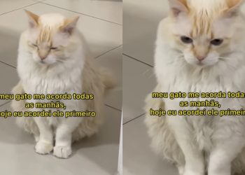 Pedrinho, o gato que acorda os donos cedo e a explicação por que isso acontece em tantas casas