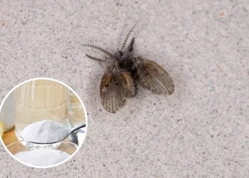Os 3 passos para eliminar as moscas de ralo usando vinagre e bicarbonato