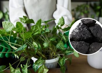 Esse truque com pó de carvão impede que a terra dos vasos do jardim fique dura e seca