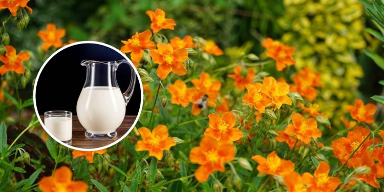 Pare de gastar com adubos caros e use essa mistura simples de leite com água