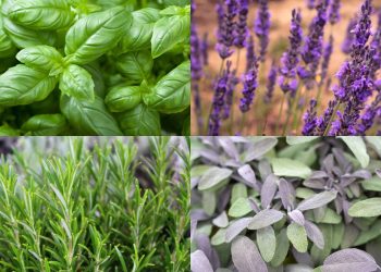 Estas 4 plantas formam uma verdadeira farmácia natural na sua varanda e exigem pouco cuidado