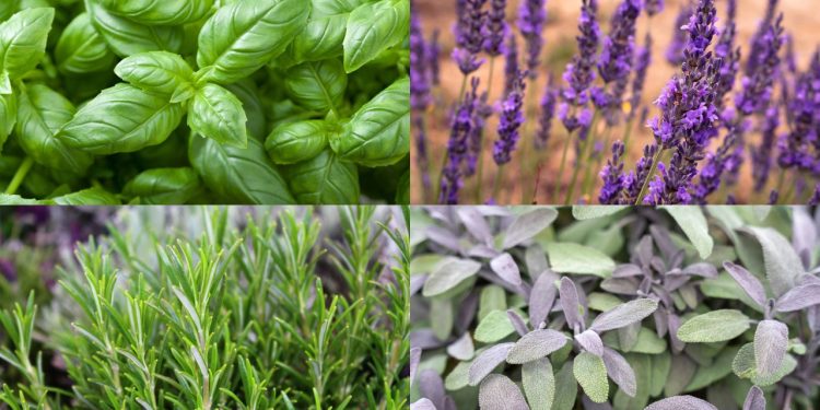 Estas 4 plantas formam uma verdadeira farmácia natural na sua varanda e exigem pouco cuidado