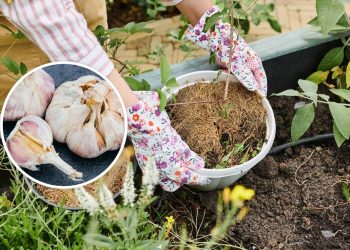 Pare de gastar com veneno e aprenda a receita natural de alho que salva suas plantas