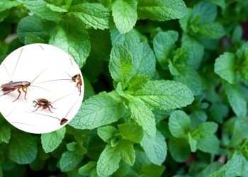 Diga adeus às baratas: a planta que decora e espanta os insetos do seu jardim para sempre