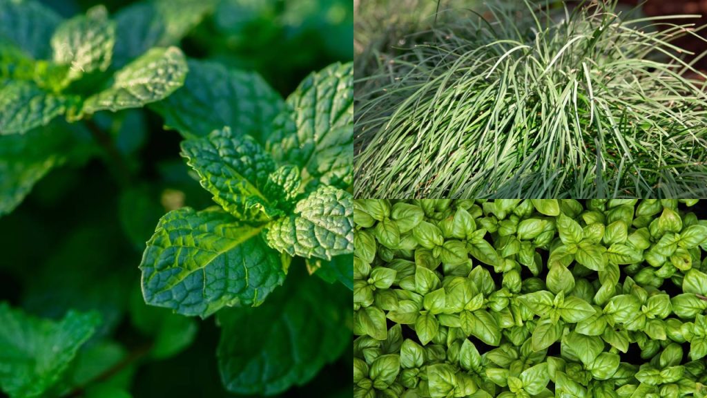 Diga adeus às baratas: a planta que decora e espanta os insetos do seu jardim para sempre
