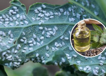 O segredo das 4 folhas de mamona que limpam o jardim de pragas e fungos de graça