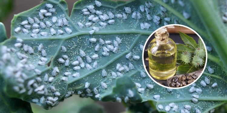 O segredo das 4 folhas de mamona que limpam o jardim de pragas e fungos de graça