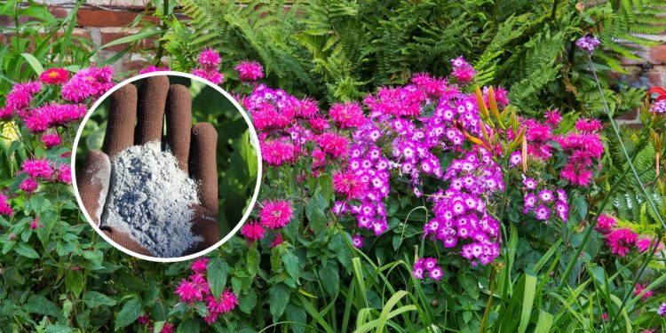 Pare de comprar adubo: essa farinha natural faz qualquer vaso encher de flores