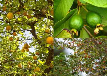 Quintal pequeno? Essas 3 frutíferas produzem o ano todo e não exigem poda complexa