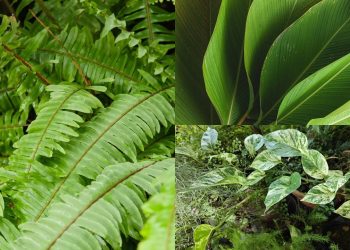 Pouco espaço na entrada? Essas 3 plantas te ajudam a decoram com classe