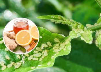 Acabe com as pragas no seu jardim usando apenas limão e canela