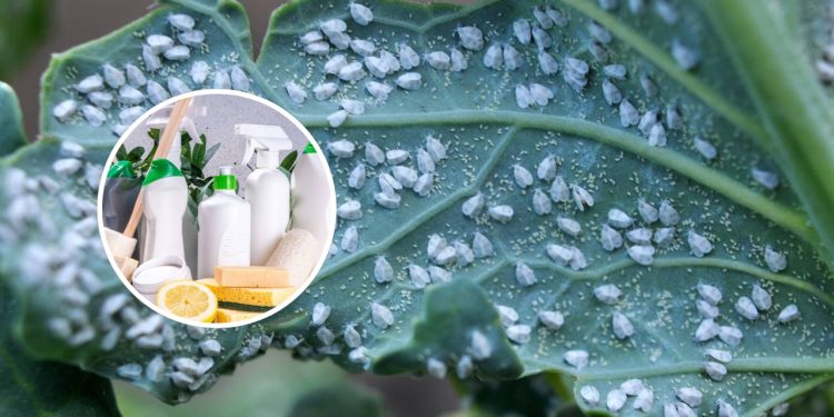Misturar vinagre com detergente nas plantas é um truque simples que resolve problemas comuns no jardim sem precisar comprar produtos caros - Créditos: depositphotos.com / orestligetka.ukr.net, depositphotos.com / unixx.0.gmail.com