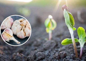 Se suas plantas estão sendo atacadas por insetos, você precisa fazer esse remédio caseiro de alho