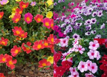 Adeus ao jardim sem vida: as 3 flores para plantar agora e colorir o verão todo