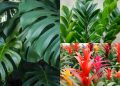 As 3 plantas ideais para cultivar em casa e criar um jardim que parece de resort