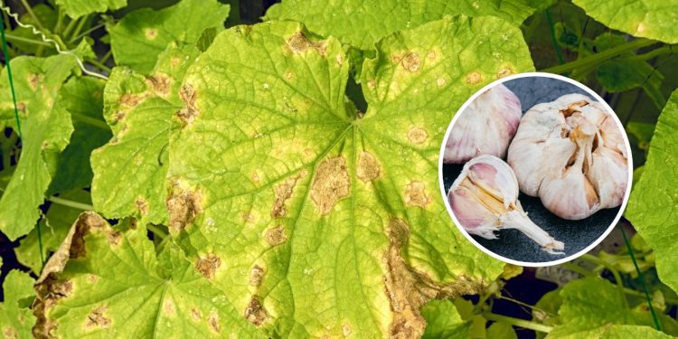 Uma colher dessa mistura com alho afasta pragas das plantas em segundos