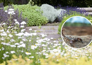 Essas 4 plantas são lindas, fáceis de cuidar e afastam escorpiões