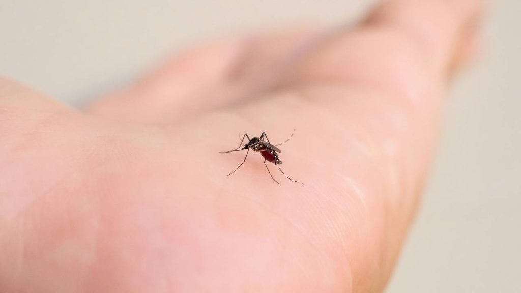 papel higiênico para afastar mosquitos