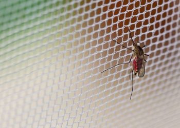 Poucos sabem como latas vazias podem ajudar a afastar mosquitos de casa