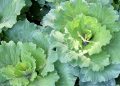 Como plantar mostarda em casa e colher folhas frescas em poucas semanas
