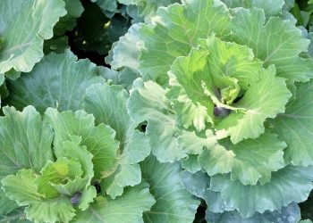 Como plantar mostarda em casa e colher folhas frescas em poucas semanas