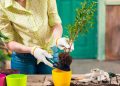 Aprenda a multiplicar suas plantas de graça usando apenas areia e uma garrafa PET
