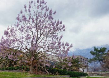 O fim do quintal quente: essa árvore cria um “teto verde” natural em tempo recorde com pouca manutenção