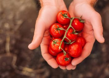 Faça o pé de tomate carregar de frutos com esse truque simples