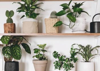 A planta de coração que traz leveza para o design da sua casa