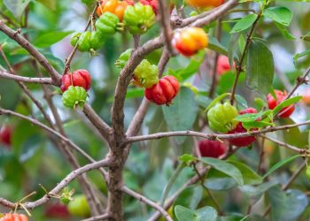 5 árvores frutíferas pequenas que não crescem demais e quase não sujam o quintal