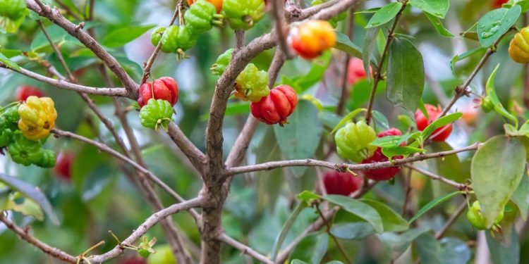5 árvores frutíferas pequenas que não crescem demais e quase não sujam o quintal